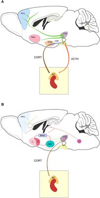 Interaction Between Stress and Addiction: Contributions From Latin-American Neuroscience